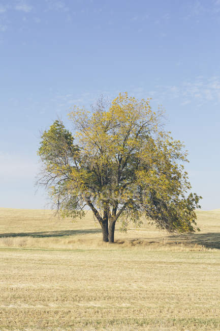Cottonwood albero sul campo in autunno, Palouse, Washington — Foto stock