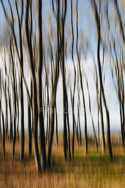 Maple trees in autumnal landscape with blurred motion. — Stock Photo
