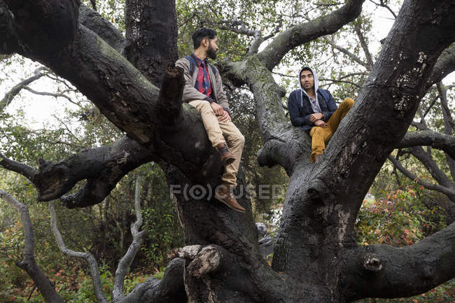 Deux jeunes hommes assis dans un arbre dans un bois . — Photo de stock