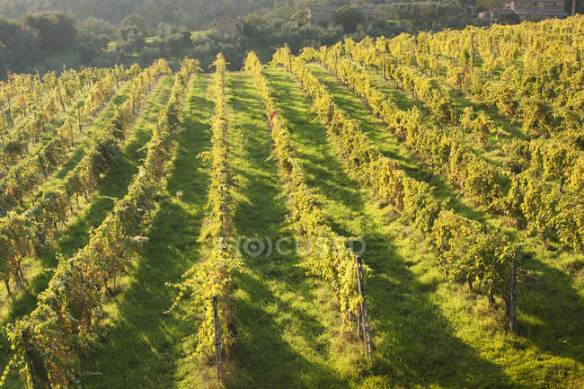 Vista de alto ângulo através de vinhas em vinha verde à luz do sol da tarde . — Fotografia de Stock
