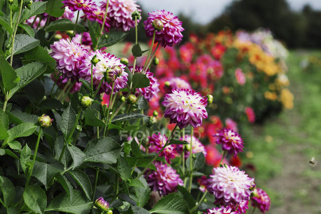 Dahlias growing in flower nursery garden. — Stock Photo