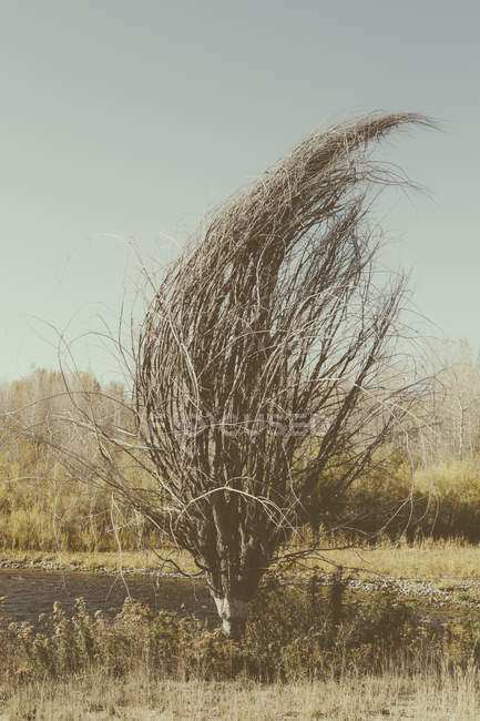 Árvore de algodão nua na paisagem rural outonal . — Fotografia de Stock