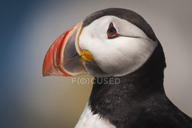 Close-up of Atlantic puffin bird with colorful bill against blue sky. — Stock Photo