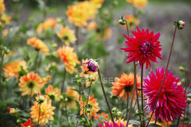 Orange and red dahlias in flowering bed at organic plant nursery. — Stock Photo