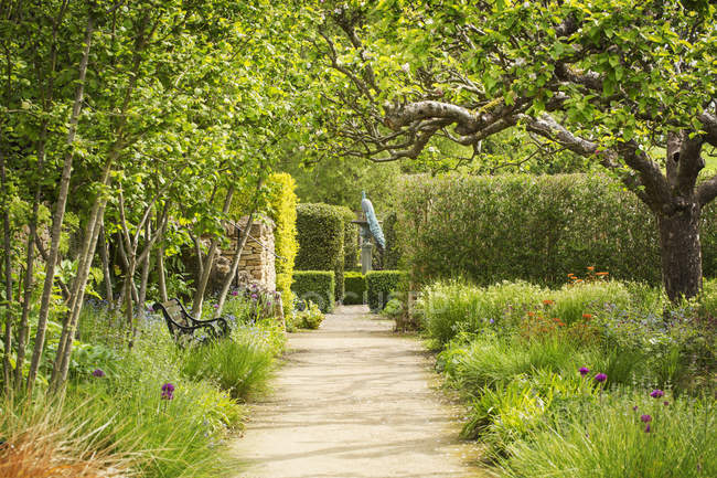 Chemin dans le jardin avec des arbres en fleurs et haie et paon perché sur cadran solaire . — Photo de stock