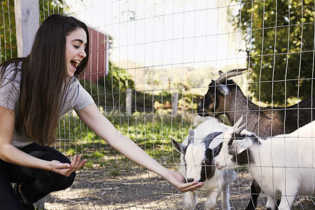 Young woman crouching down and feeding goats through wire fence. — Stock Photo
