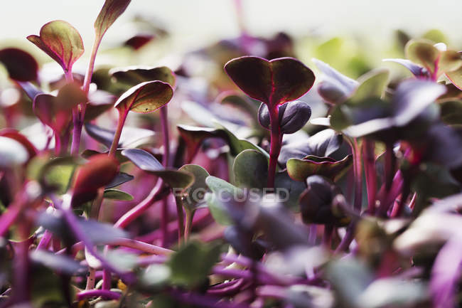 Primer plano de hojas de ensalada roja y micro hojas que crecen . - foto de stock