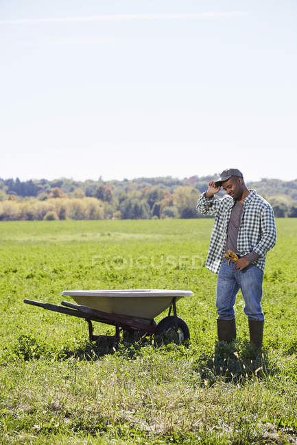 Homem adulto médio em pé no campo de cultivo ao lado do carrinho de mão . — Fotografia de Stock