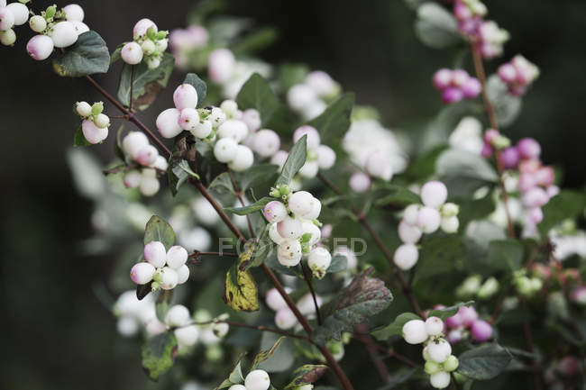 Bayas blancas y rosadas sobre tallos de arbusto en vivero de plantas orgánicas . - foto de stock