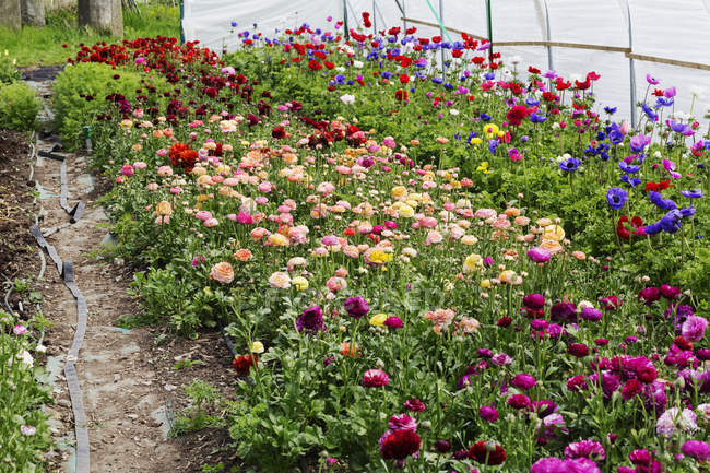 Flowering Crysanthemums in organic flower nursery in summer. — Stock Photo