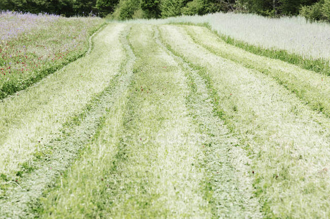 Путь через зеленую траву и цветы в поле . — стоковое фото
