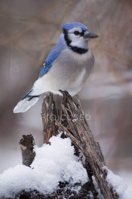 Blue jay bird perching on branch covered in snow. — Stock Photo