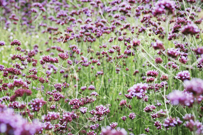 Cama de plantas com flores em viveiro de flores orgânicas . — Fotografia de Stock