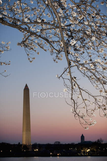 Washington Monument at dawn with cherry blossom tree in foreground. — Stock Photo