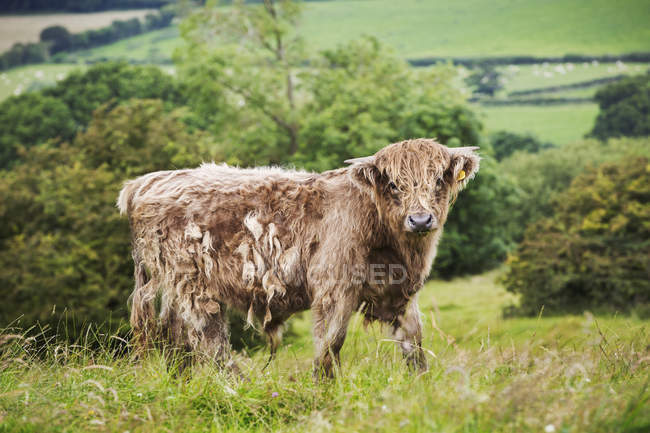 Brown highland cow grazing on countryside pasture. — Stock Photo
