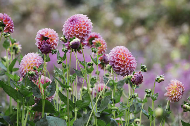 Cama de vivero de flores ecológicas con dalias globo rosa . - foto de stock