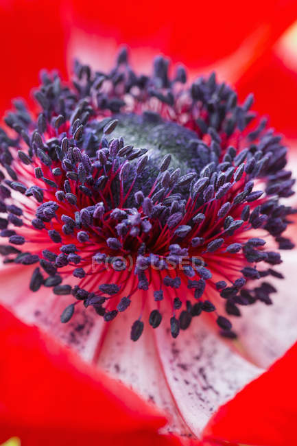 Nahaufnahme einer Blume mit roten Blütenblättern und violetten Staubgefäßen. — Stockfoto