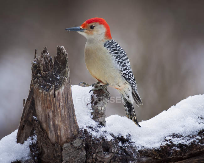 Red-headed woodpecker perching on branch covered in snow. — Stock Photo