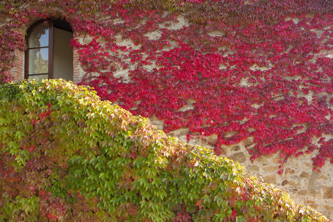 Farbenfrohes Efeu-Laub an Mauer einer Landvilla in Italien. — Stockfoto