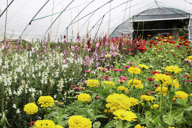Polytunnel pieno di piante da fiore nel giardino dei fiori biologici . — Foto stock