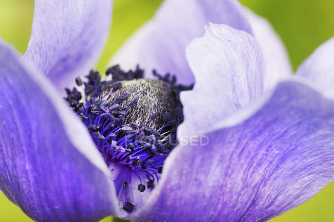 Fleur aux pétales violets et étamines . — Photo de stock
