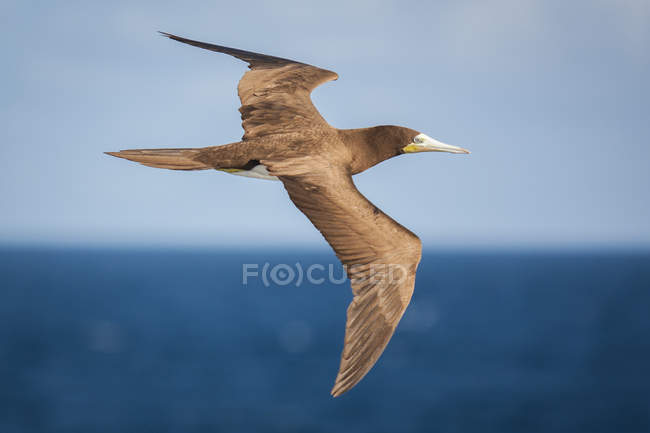 Brown booby in flight over ocean water. — Stock Photo