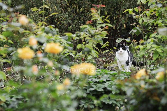 Chat assis parmi les plantes dans le lit de fleurs du jardin . — Photo de stock