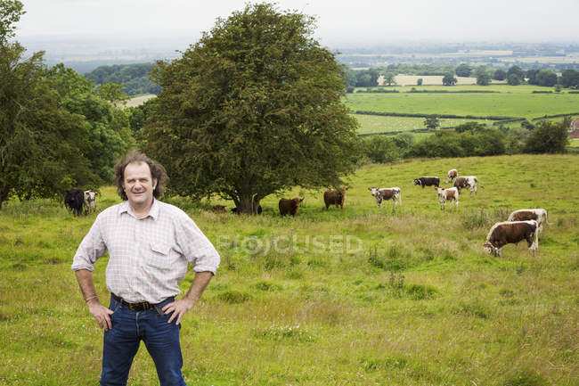 Mann steht mit den Händen auf Hüften auf einer Weide mit grasender Herde englischer Langhorn-Rinder. — Stockfoto