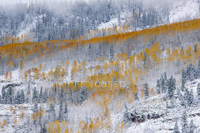 Foresta di Aspen in autunno con strato di vivido fogliame arancione contro i pini . — Foto stock