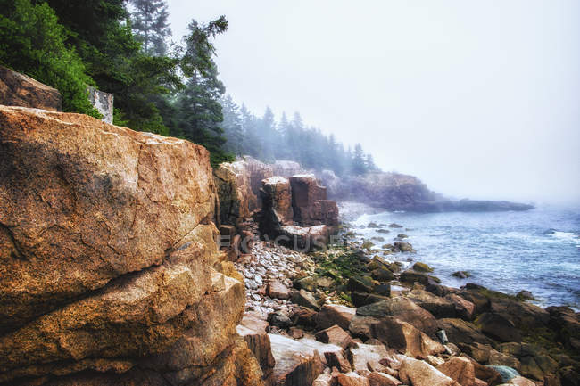 Costa, playa pedregosa y bosque de pinos en el Parque Nacional Acadia en Maine . - foto de stock