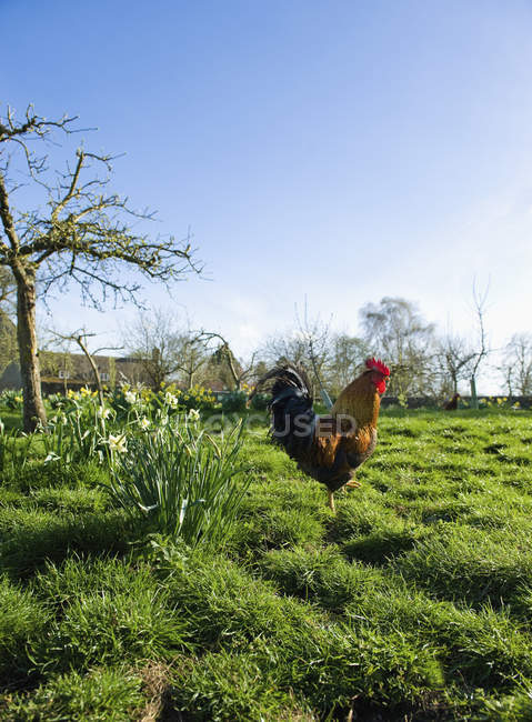Rooster walking on grassy ground with farmhouse in distance. — Stock Photo