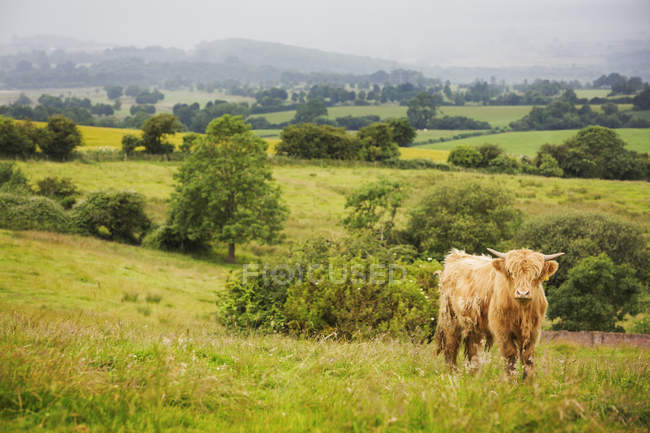 Коровья корова, пасущаяся на сельском пастбище . — стоковое фото