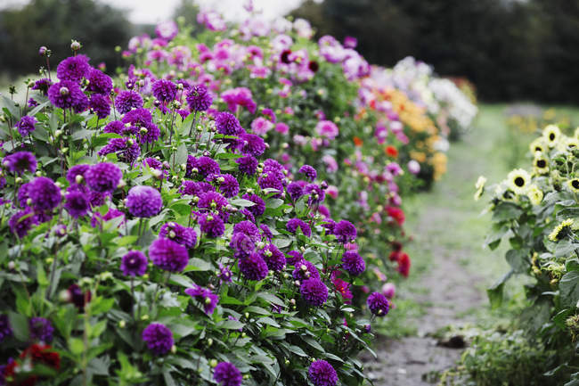 Floraison de dahlias en pépinière de fleurs bio en été . — Photo de stock