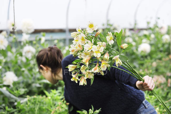 Frau pflückt Blumen aus Blumenbeet in Polytunnel. — Stockfoto