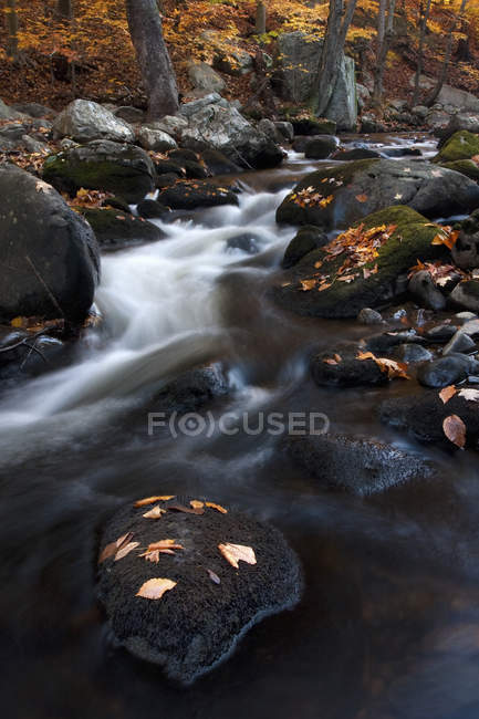Ruscello roccioso nella foresta con foglie e fogliame autunnali . — Foto stock