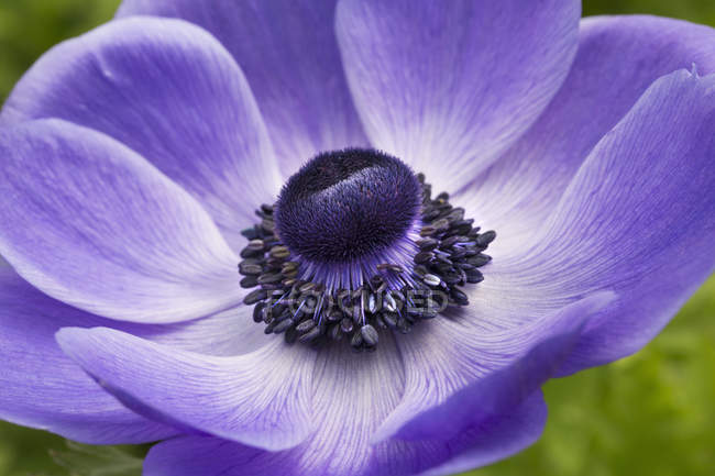 Close-up of center of purple meconopsis flower. — Stock Photo