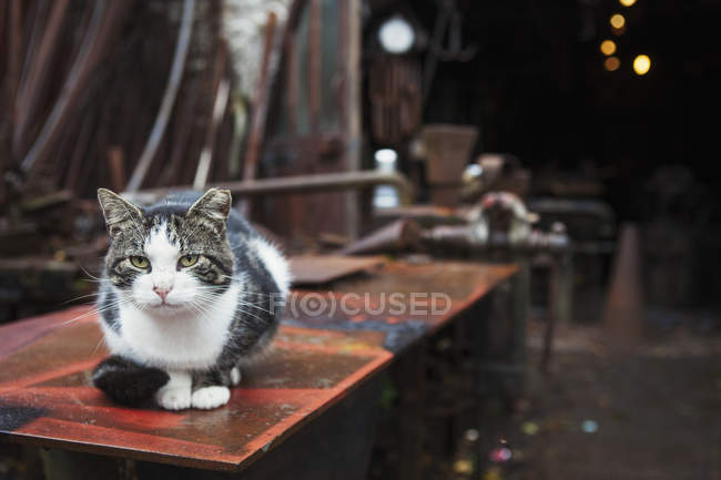 Gato cinza e branco sentado do lado de fora oficina de ferreiro . — Fotografia de Stock