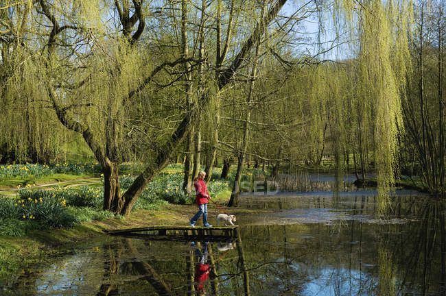 Frau und Hund stehen am Steg des Sees unter weinendem Weidenbaum. — Stockfoto