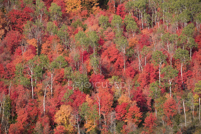 Bosque de arce y álamo en vivos colores otoñales de follaje . - foto de stock