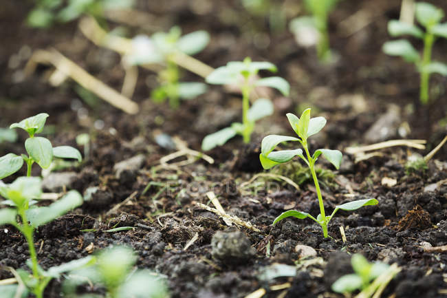 Plántulas jóvenes en el suelo en vivero de plantas orgánicas
. - foto de stock