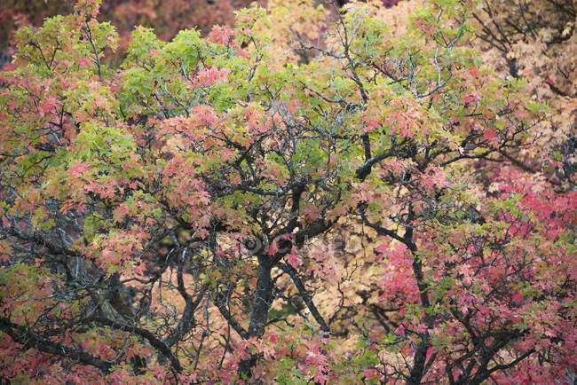 Branches d'arbres brûlés nus et feuillage vif et couleurs automnales . — Photo de stock