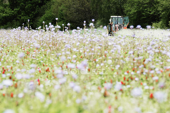 Champ vert avec des cultures de bleuets bleus et de fleurs de prairie sauvage avec tracteur travaillant à distance . — Photo de stock