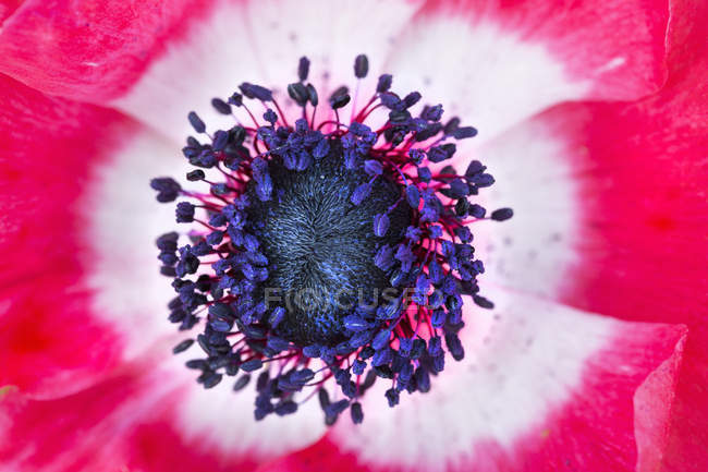 Zentrum der Mohnblume mit roten Blütenblättern und Staubgefäßen. — Stockfoto