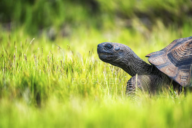 Galapagos tortoise walking through green grass. — Stock Photo
