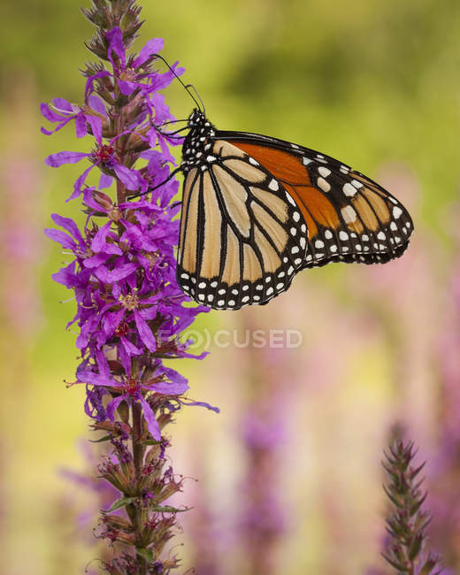 Monarchfalter sitzt auf lila Blume, Nahaufnahme. — Stockfoto