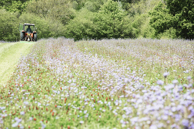 Campo verde com culturas de flores de milho azul e flores de prado selvagem com trator trabalhando à distância . — Fotografia de Stock