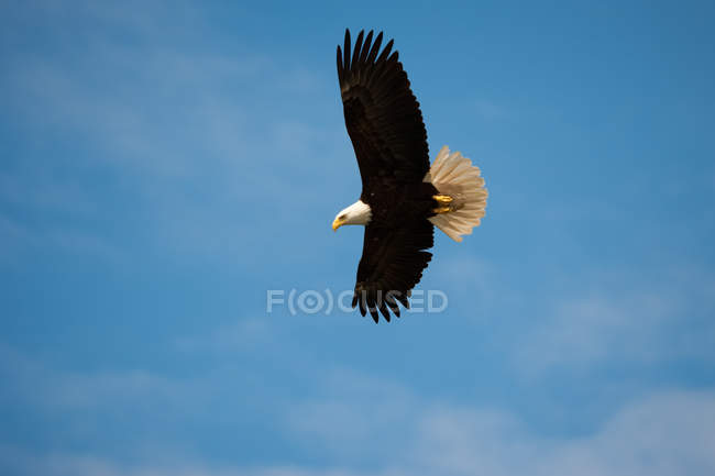 Лысый орлан летит в голубом небе . — стоковое фото