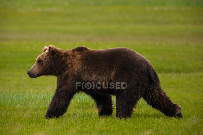 Бурый медведь ходит по зеленой лужайке, вид сбоку — стоковое фото