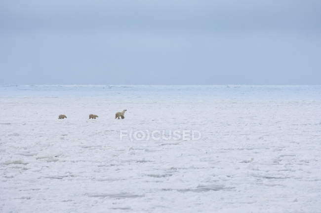Polar bear with cubs walking on snowfield in Manitoba, Canada. — Stock Photo