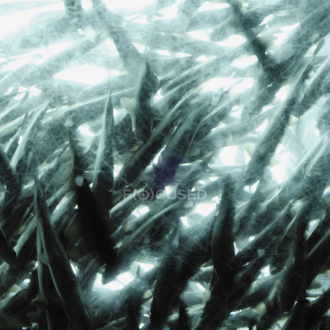 Велика група риб в акваріумі бак за склом . — стокове фото